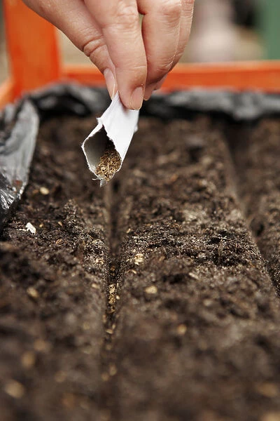 Sprinkling carrot seeds from open packet into trench in soil, close-up