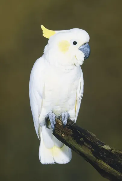 Sulphur-crested Cockatoo Print: Perched Front Art Prints