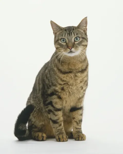 Universal Images Group (UIG) Print: Seated Tabby Cat. Art Prints