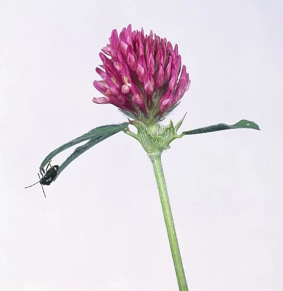 Trifolium pratense (Red clover) flower with insect on one of the leaves