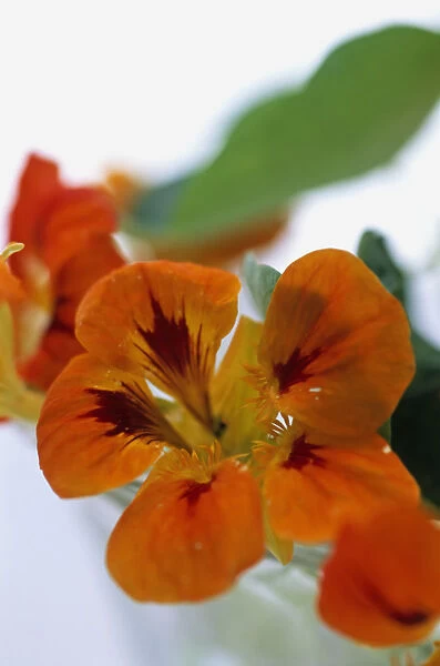 Tropaeolum majus (Garden Nasturtium), edible orange flower head