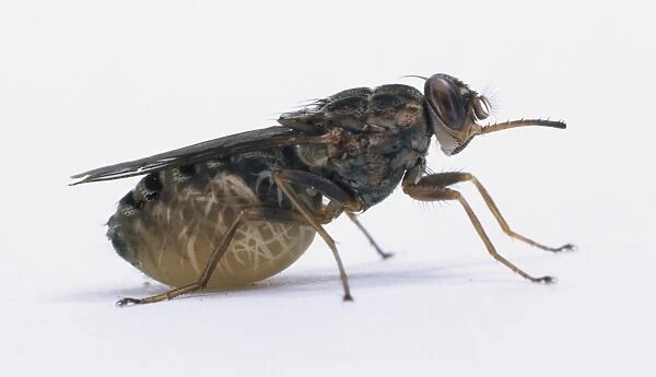 Tsetse Fly (Glossina morsitans), side view Our beautiful pictures