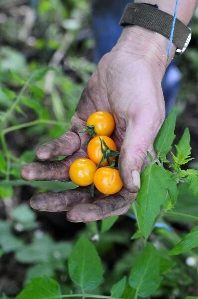 UK, Britain, England, Hand holding golden queen cherry tomatoes