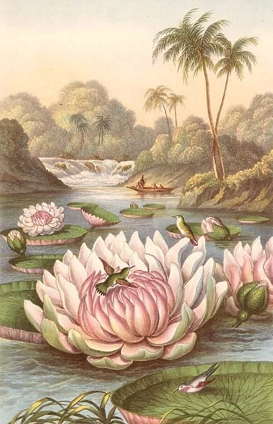 Victoria Regia, the giant South American waterlily discovered by Robert Hermann Schomburgk