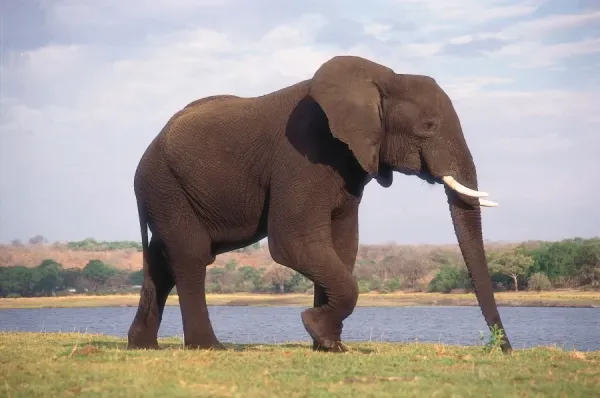 Side view of African Elephant with lake in background