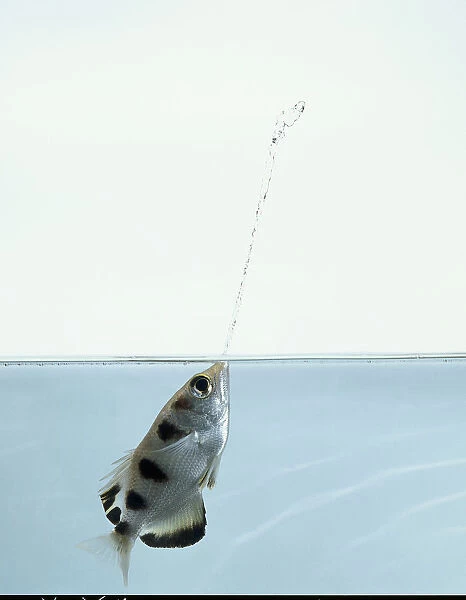 Side view of Archerfish spitting water