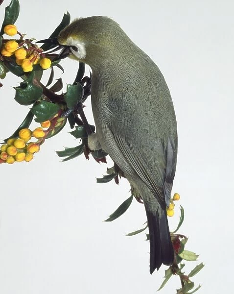 Side view of a Broad-Ringed White-Eye, Zosterops poliogaster, perching on a branch pecking at yellow buds. The tapering wings are visible and the head is in profile just showing the large, white eye ring