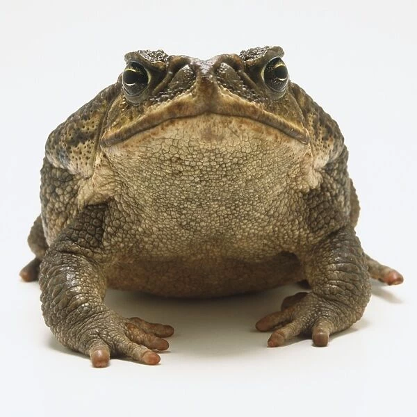 Front view of Cane Toad (Bufo marinus)