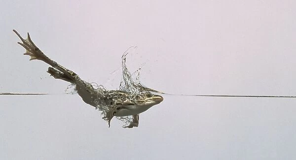 Side view of North American Leopard Frog in mid-leap
