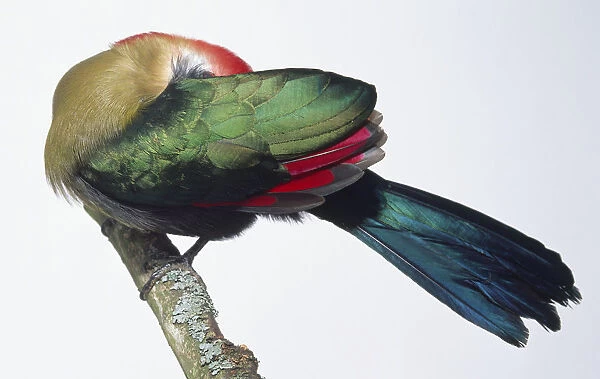Side view of a Red-Crested Turaco, Tauraco erythrolophus, perching on a branch, with its head turned under its wing as it preens, showing the bright red, dense crest of fine feathers on the head, green breast feathers and darker wing and body plumage