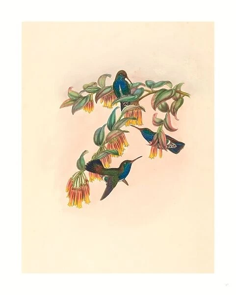 W. Hart (british, Active 1851 1898 ), Agyrtria Bartletti (bartletts Emerald), Colored Lithograph