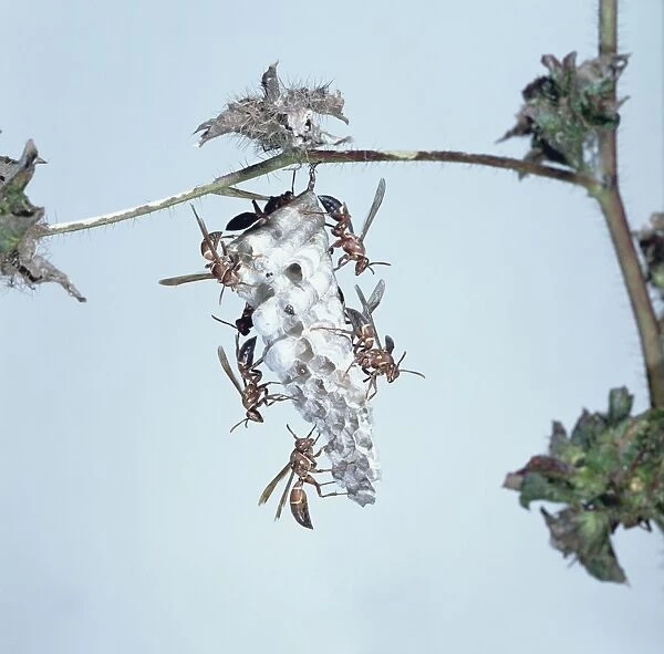 Wasps climbing over nest