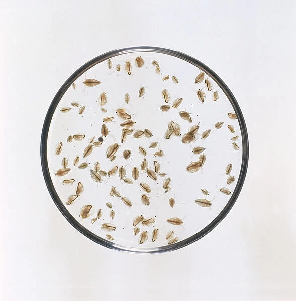 Water fleas (Daphnia sp.) in petri dish, close-up