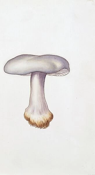 White matsutake (Tricholoma magnivelare), illustration