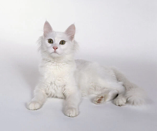 White Turkish Angora longhaired cat with almond-shaped eyes and longer ruff of hair around neck, lying down