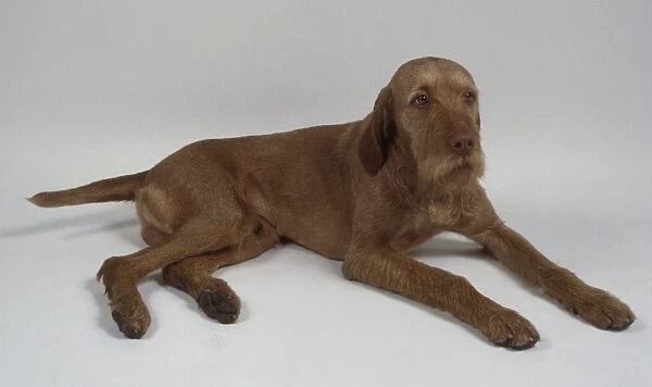 Wire-haired Hungarian Vizsla dog lying down