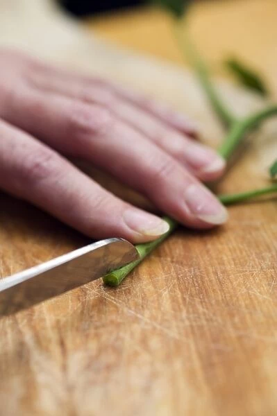 Woman using penknife to make cut in stem of tomato plant shoot on wooden table