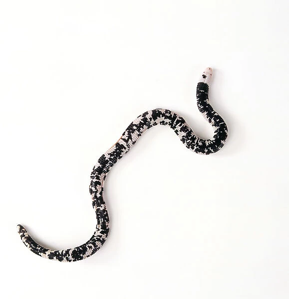 Worm lizard (Amphisbaena fuliginosa) showing distinctive black and white pattern, view from above
