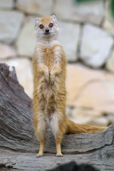 Yellow Mongoose Print Cynictis Art Prints, Posters