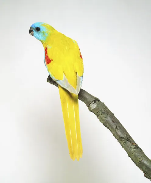 Yellow mutation of Turquoisine Grass Parakeet (Neophema pulchella), view from behind