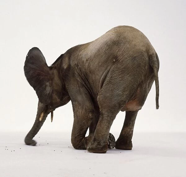 Young elephant kneeling