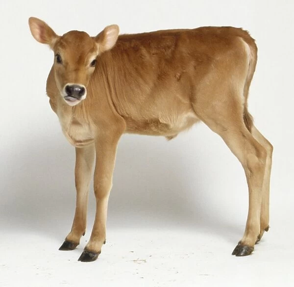 Young Jersey calf standing, aged 4 weeks, black nose #9459111