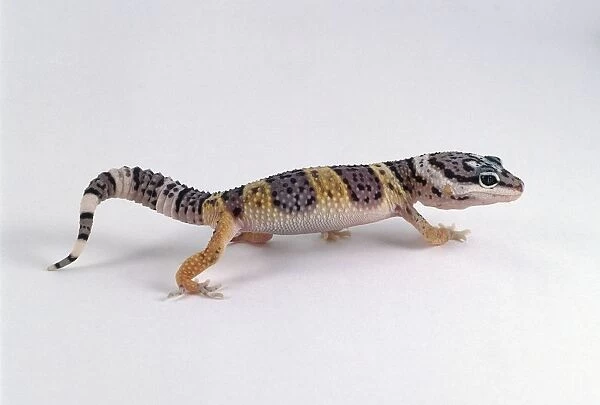 Young Leopard Gecko (Eublepharis macularius) walking, side view