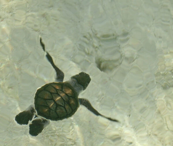 Baby Sea Turtle Swimming out to Sea