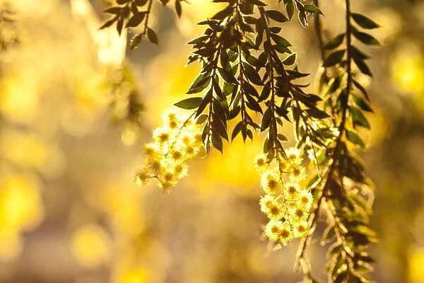 Close-up of wattle tree in bloom