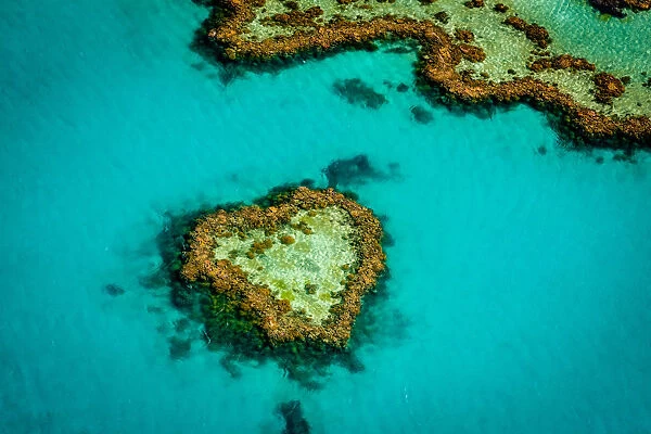Heart Reed at Great Barrier Reef