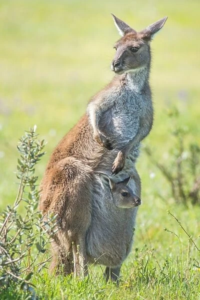 Kangaroo with baby joey in its pouch. Australia (Photos Framed, Prints,...)  #10439878