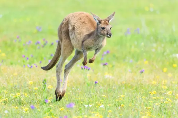 Kangaroo jumping over green grass. Australia