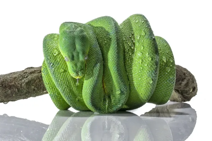 Framed Print : Green Python Snake Print: Close-up Studio Shot with Water Droplets Framed Print : Green Python Snake Print: Close-up Studio Shot with Water Droplets