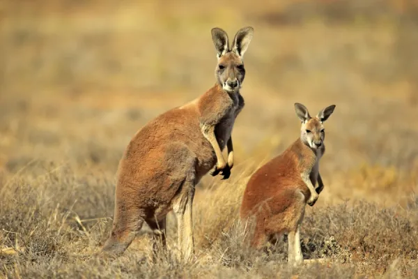 Red Kangaroo -Macropus rufus- mother with young, alert, Sturt National Park, New South Wales, Australia