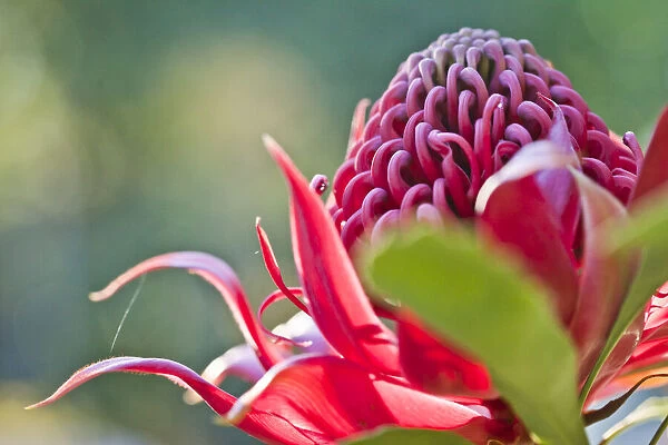 Red waratah flower. Close-up of a waratah flower