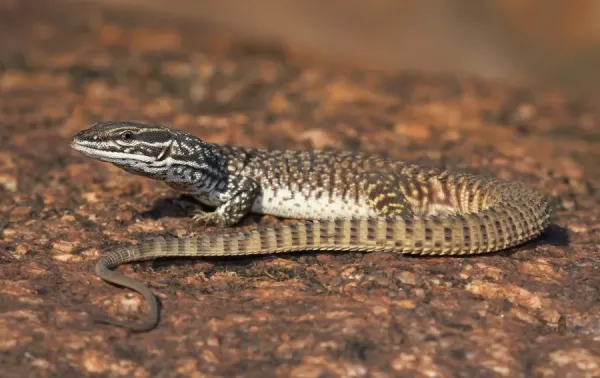Ridge-tailed Monitor (Varanus acanthurus) (Photos Framed, Prints,  Puzzles,...) #12030552