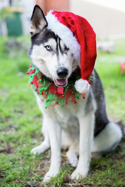 Siberian Husky dog in Christmas santa hat