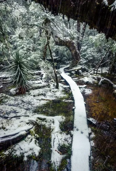 Australian Views Print: Trail at Pine Valley, Overland Track