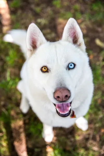 White Siberian Husky dog with different color eyes