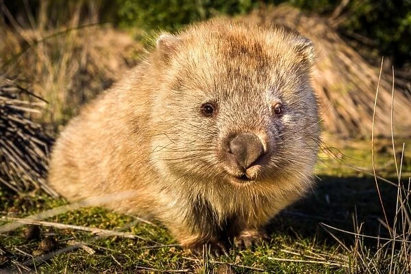 Wombat at Maria island, Tasmania