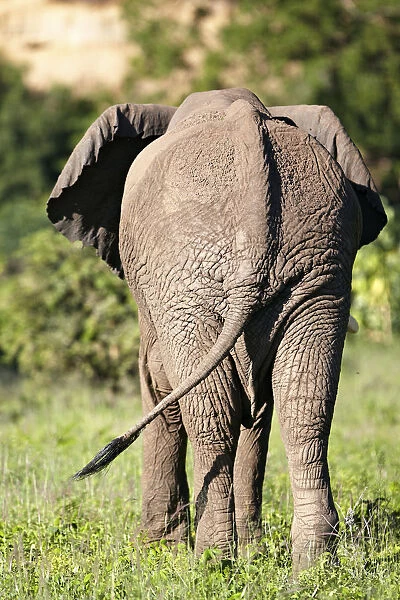 African Bush Elephant -Loxodonta africana-, rear view, Lake Manyara National Park, Tanzania, Africa