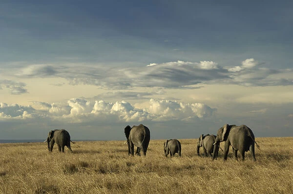 African elephants, Masai Mara Game Reserve, Kenya