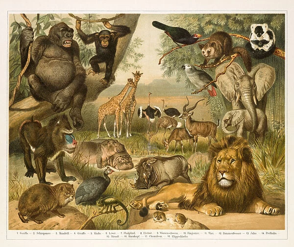 African fauna lithograph 1896