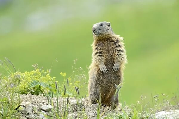 Alpine Marmot -Marmota marmota-, standing on its hind legs and observing its surroundings, Grisons, Switzerland, Europe