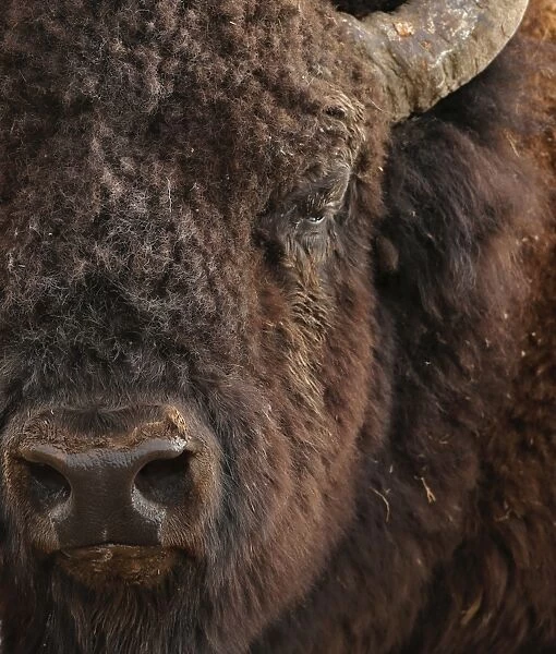American plains bison close up
