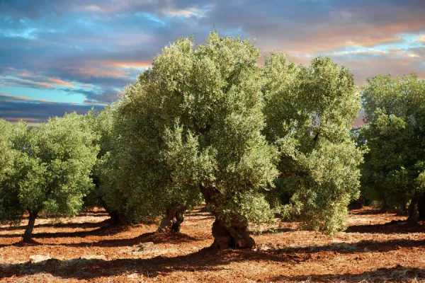 Ancient Cerignola olive trees -Olea europaea-, Ostuni, Apulia, Italy