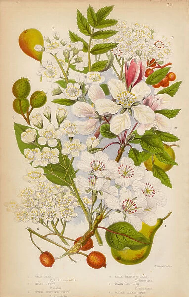 Apple, Pear, Service and Ash Trees, Victorian Botanical Illustration