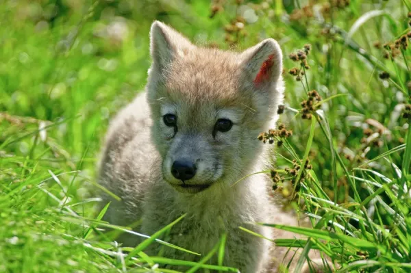 Gray Wolf Arctic Wolf Puppies For Sale Arctic Wolf Pup Print Lying