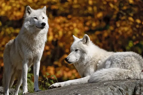 Arctic Wolves on Rock Print: Fall Art Prints, Posters