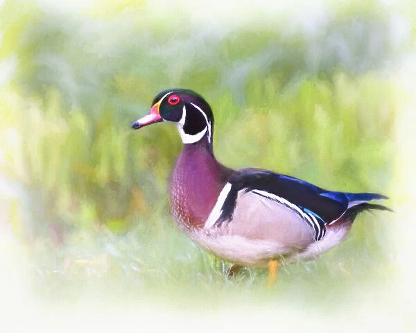 Artistic Portrait Digital Painting of Wood Duck in Grass